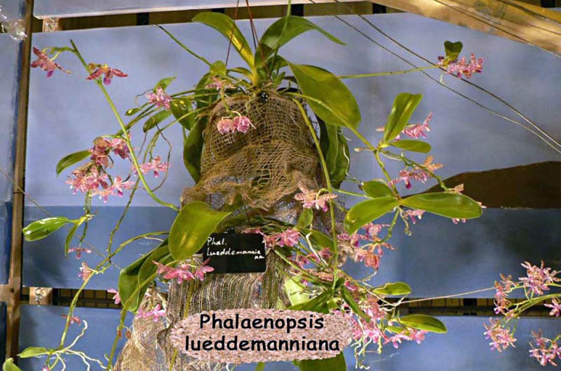 Décor 23 Phalenopsis luedemaniana